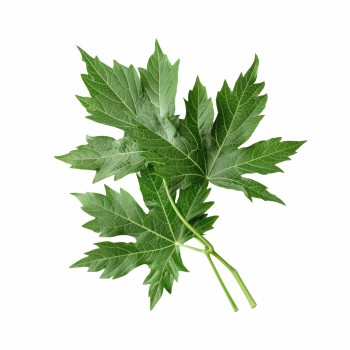 emi_mugwort_aromaparna_50x70_cm