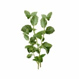 emi_mint_aromaparna_50x70_cm