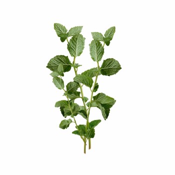 emi_mint_aromaparna_50x70_cm