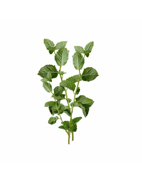 emi_mint_aromaparna_50x70_cm