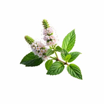 emi_lemon_balm_aromaparna_50x70_cm