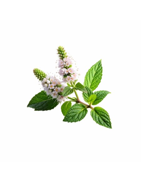 emi_lemon_balm_aromaparna_50x70_cm