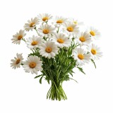 emi_chamomile_aromaparna_50x70_cm