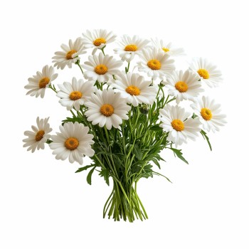 emi_chamomile_aromaparna_50x70_cm