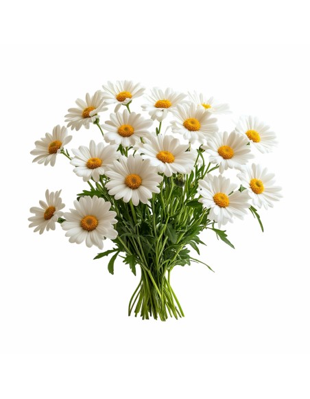 emi_chamomile_aromaparna_50x70_cm