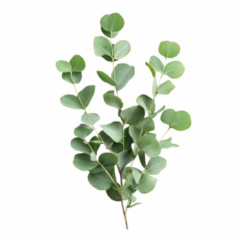 emi_eucalyptus_aromaparna_50x70_cm