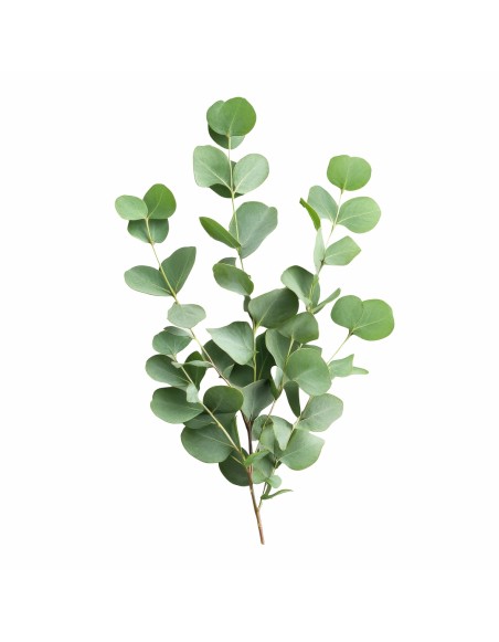 emi_eucalyptus_aromaparna_50x70_cm